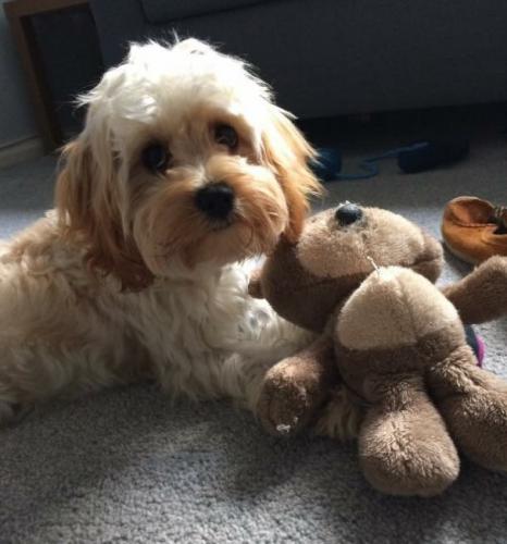 Pippa - Cavapoo